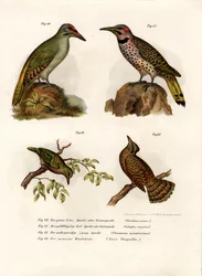 灰色の頭のキツツキ、1864